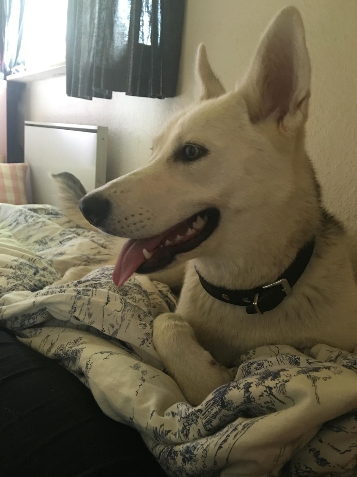 Alaskan husky Skæbnens Cille *RIP* billede 46