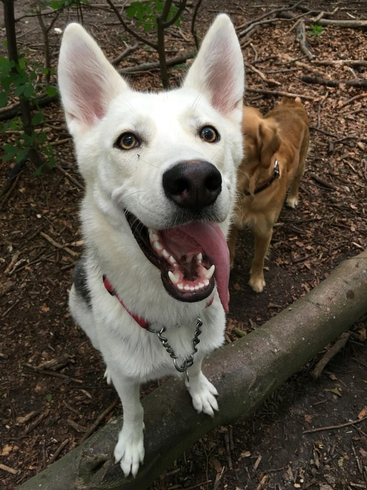 Alaskan husky Skæbnens Cille *RIP* billede 41