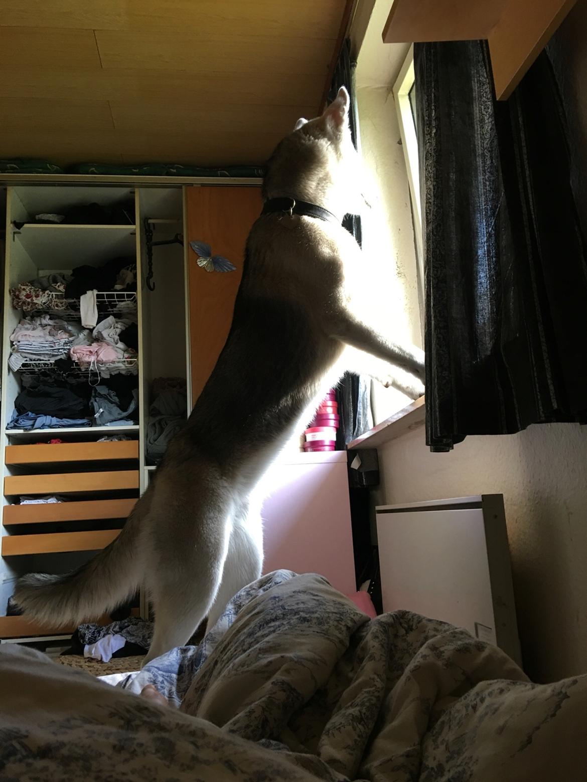 Alaskan husky Skæbnens Cille *RIP* billede 47