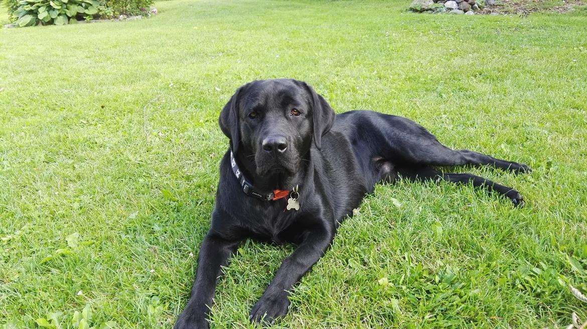 Labrador retriever Skipper - Skipper er 16 måneder billede 6