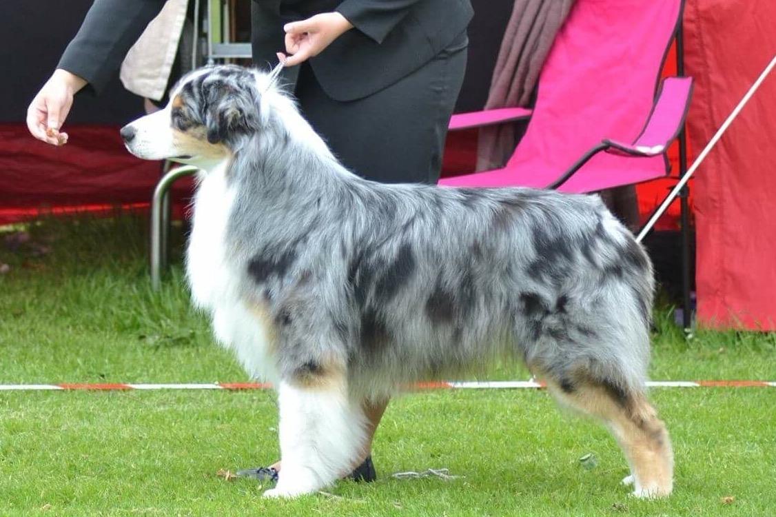 Australian shepherd Aston billede 44