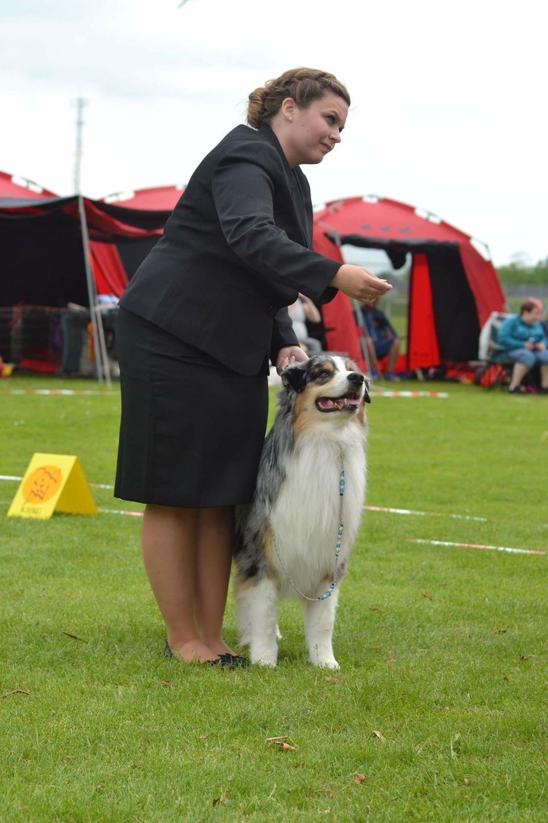 Australian shepherd Aston billede 47