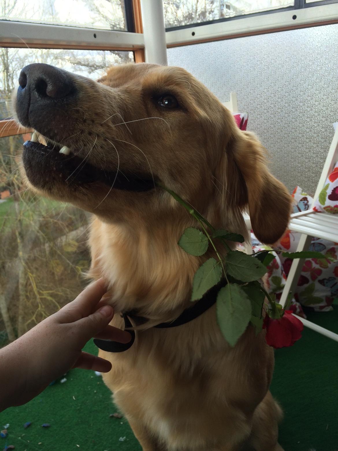 Golden retriever Arthur billede 10