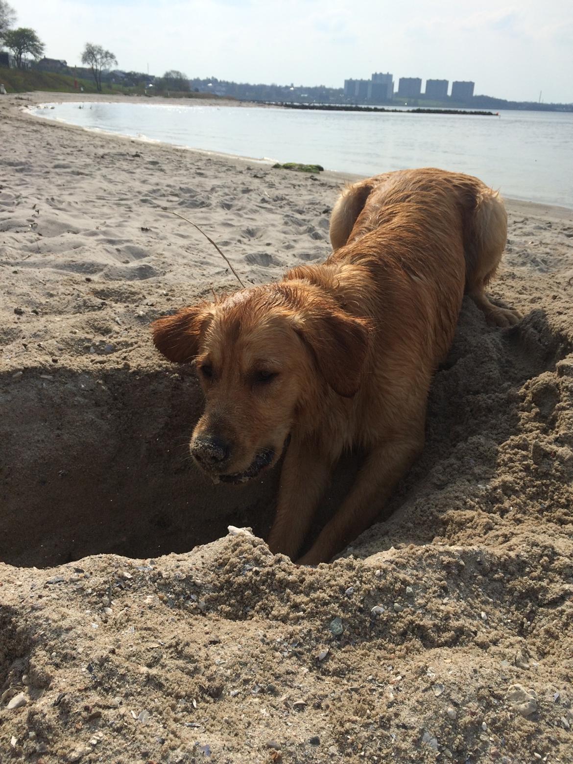 Golden retriever Arthur billede 12