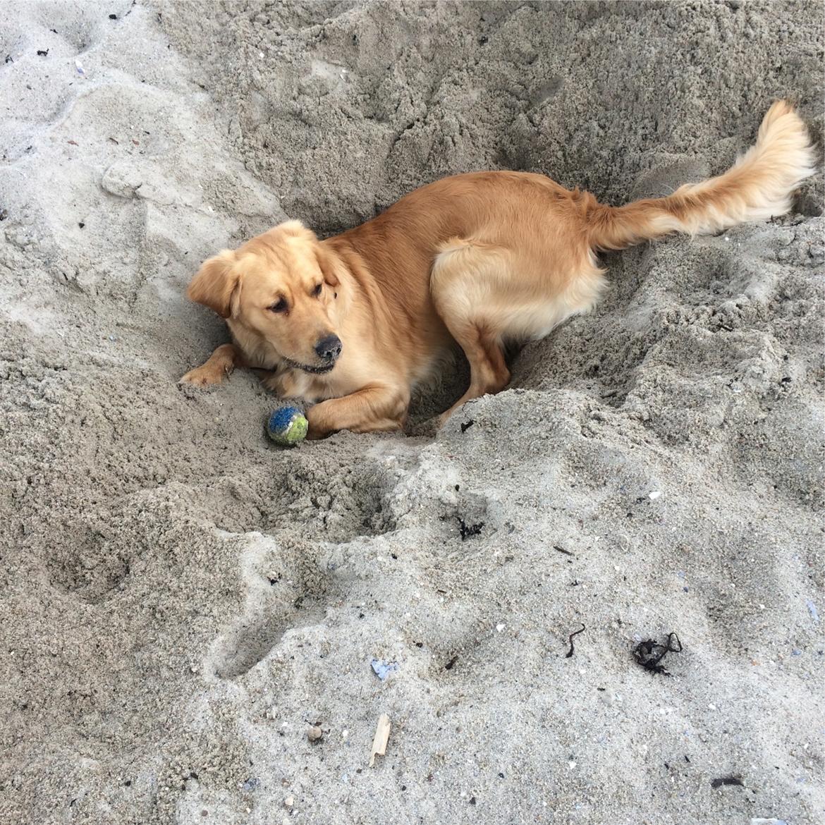 Golden retriever Arthur billede 13