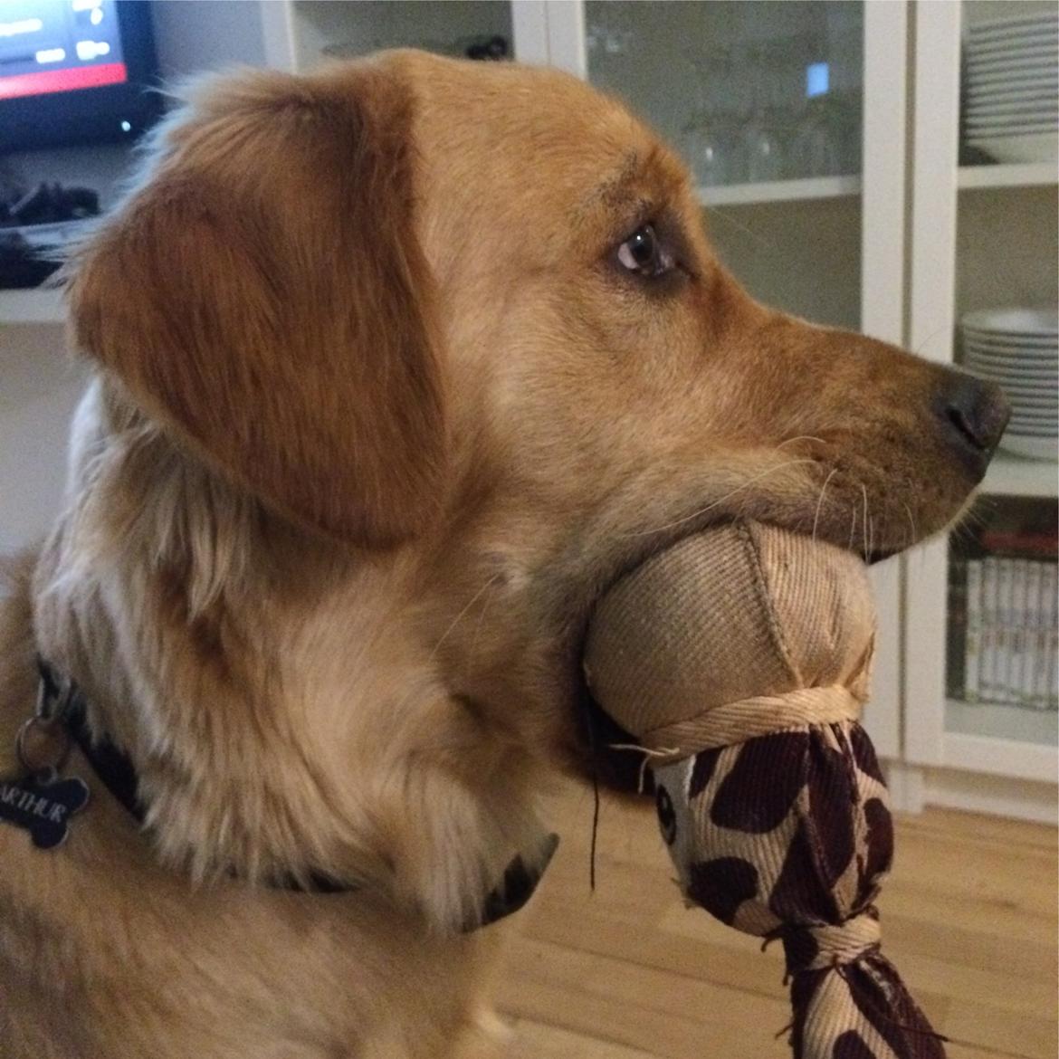 Golden retriever Arthur billede 11