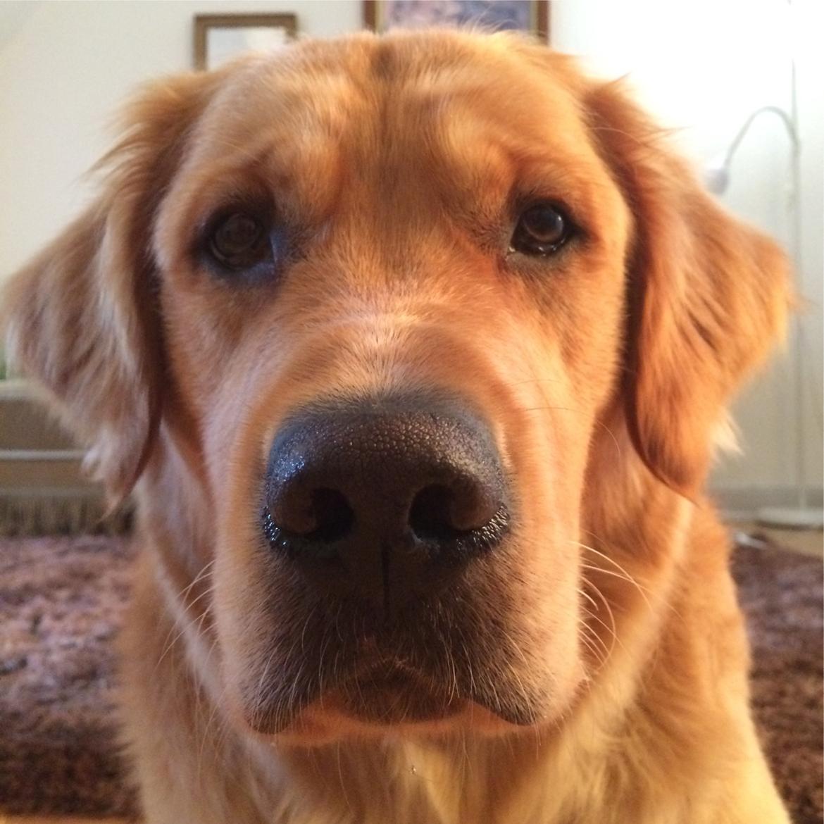 Golden retriever Arthur billede 15