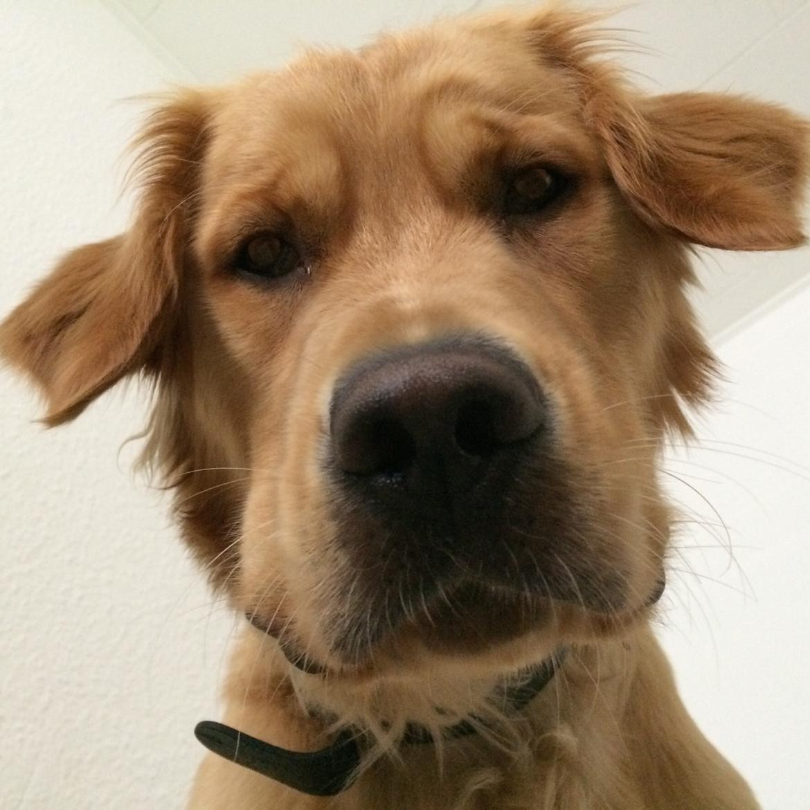Golden retriever Arthur billede 16