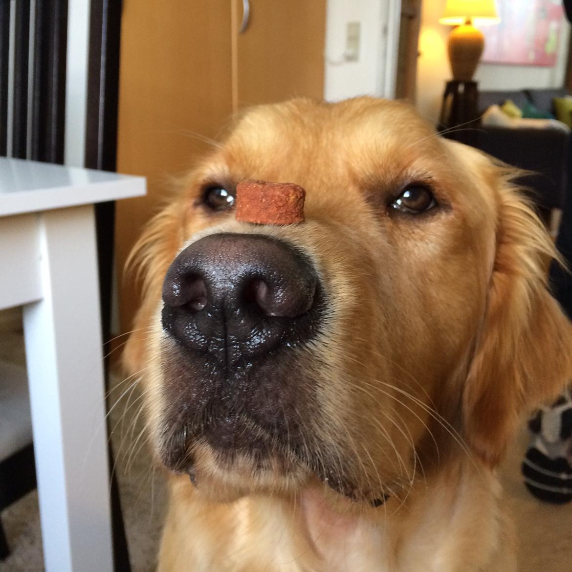 Golden retriever Arthur billede 17