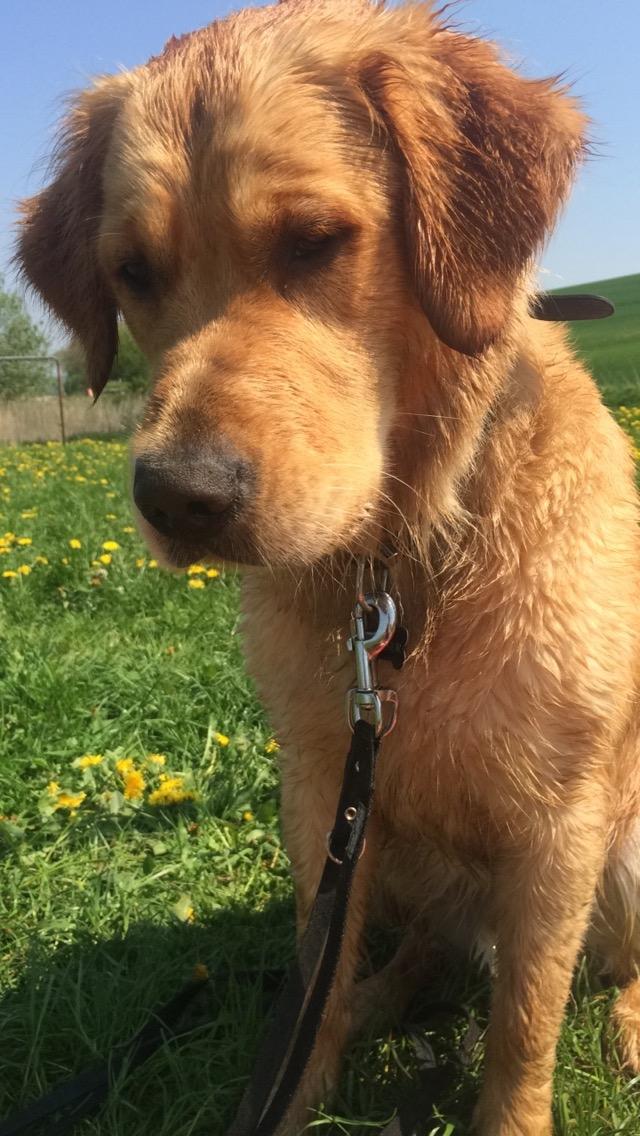 Golden retriever Arthur billede 14