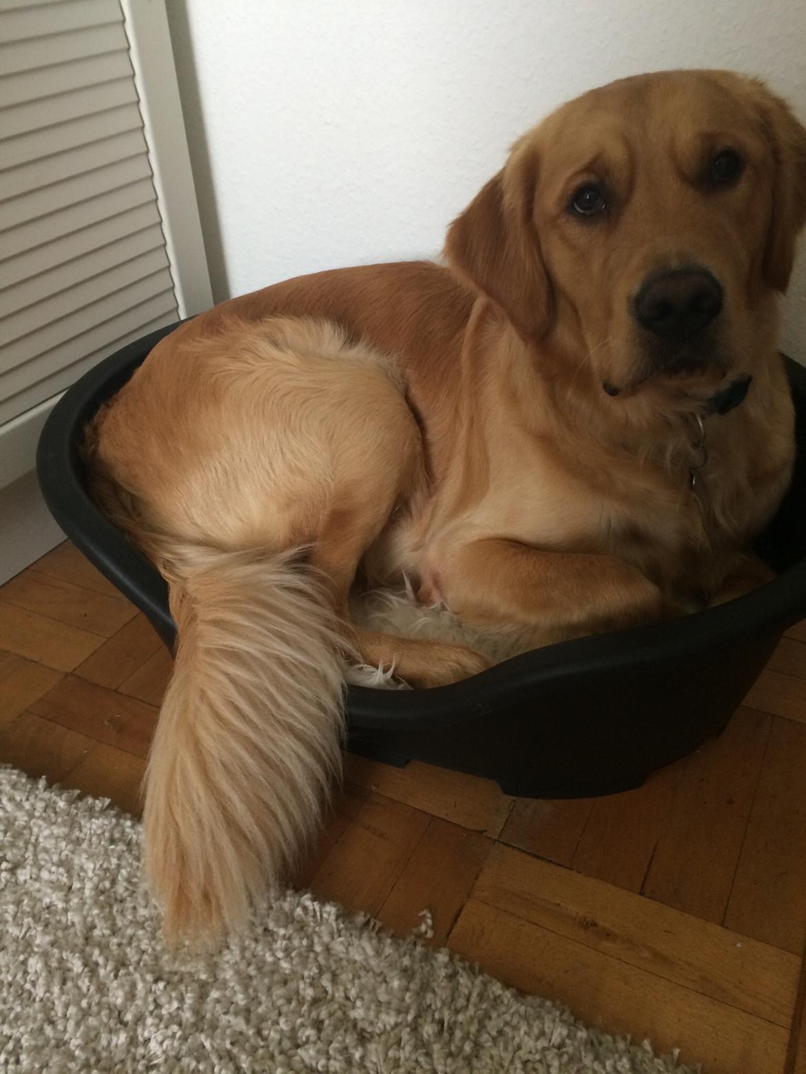 Golden retriever Arthur billede 18