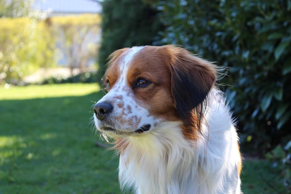 Kooikerhondje Barney billede 27