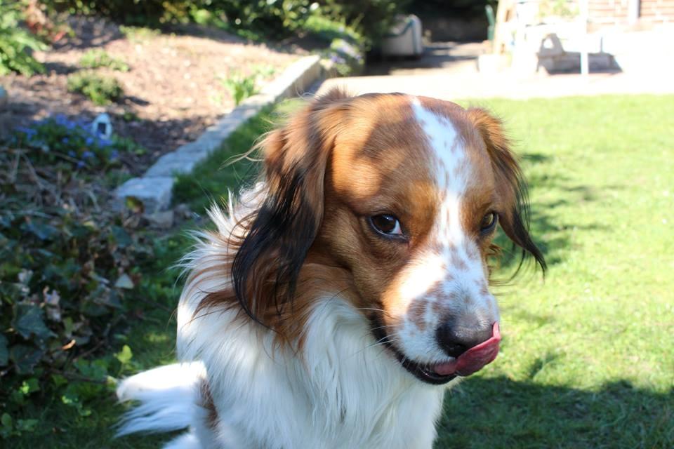 Kooikerhondje Barney billede 28