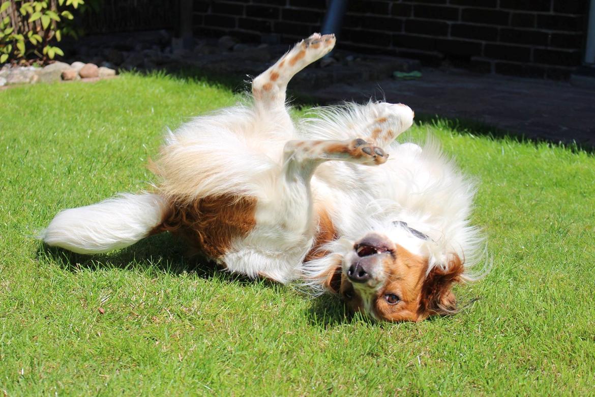 Kooikerhondje Barney billede 3