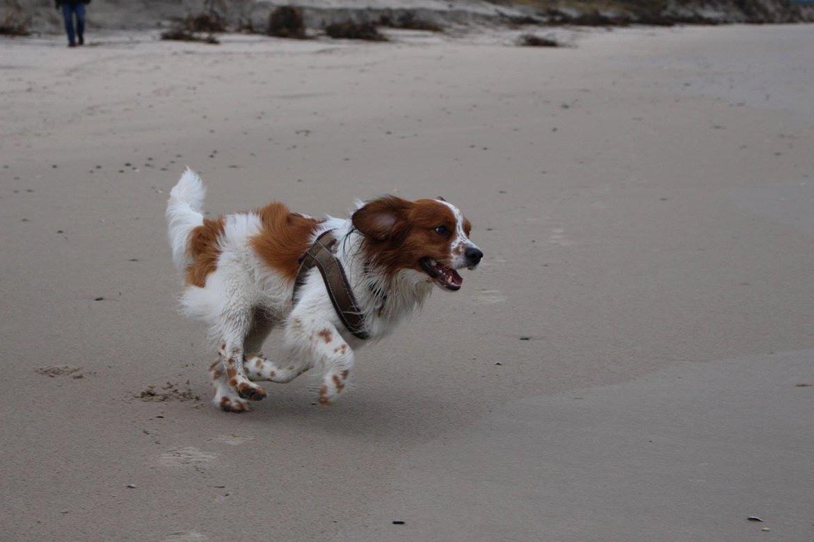 Kooikerhondje Barney billede 7