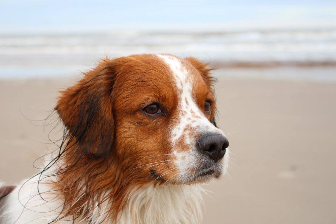 Kooikerhondje Barney billede 21