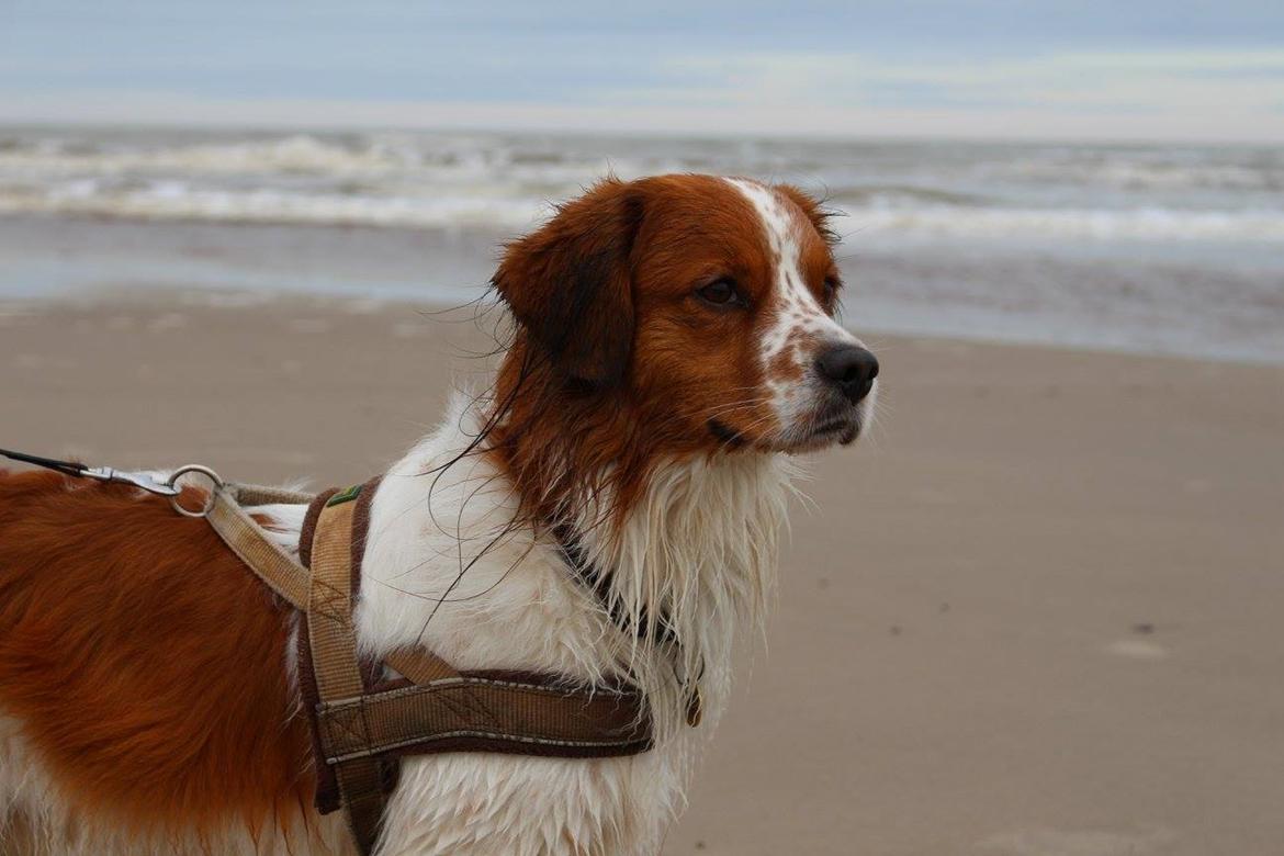 Kooikerhondje Barney billede 4