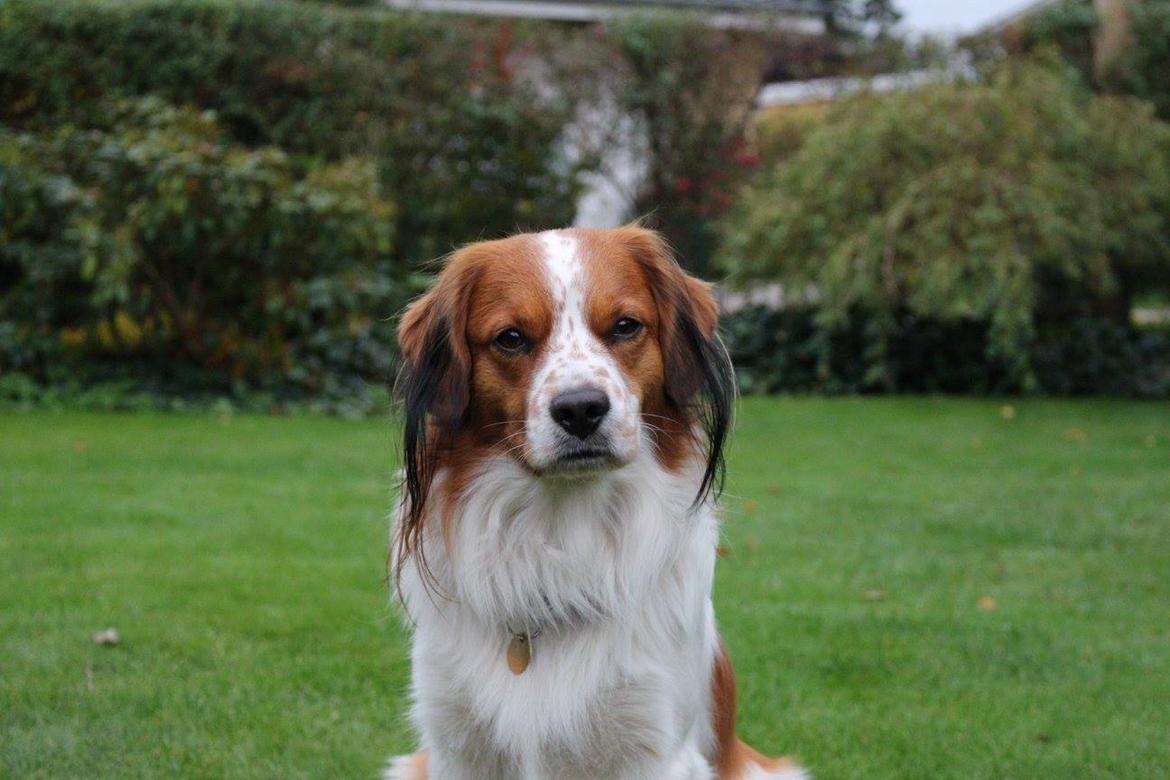 Kooikerhondje Barney billede 1