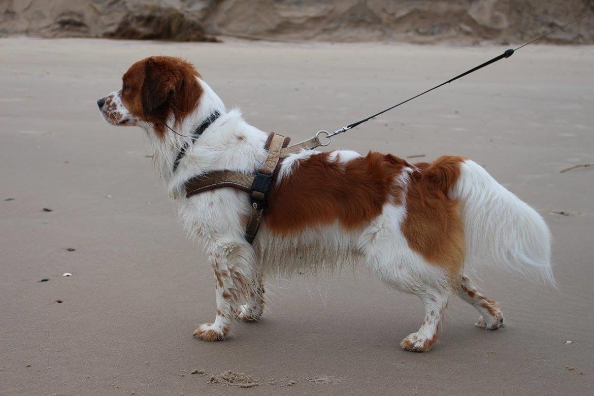 Kooikerhondje Barney billede 6