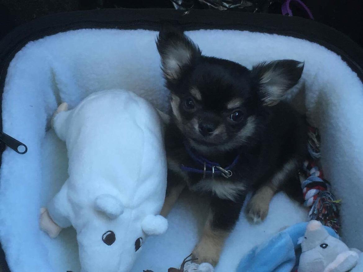 Chihuahua New Star Nova Be My Dream "Nova" billede 2