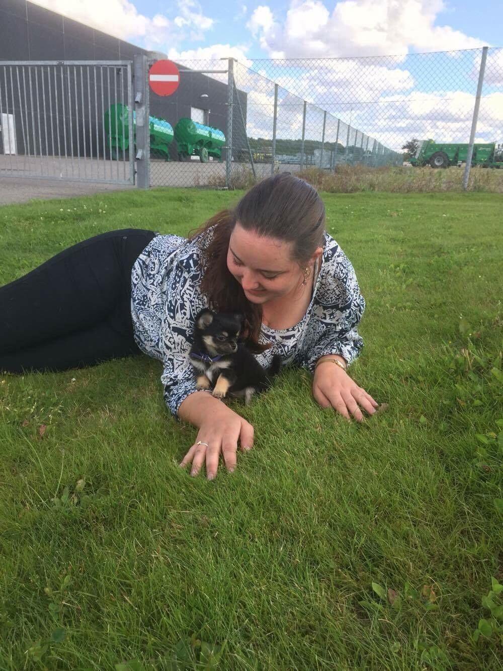 Chihuahua New Star Nova Be My Dream "Nova" billede 1