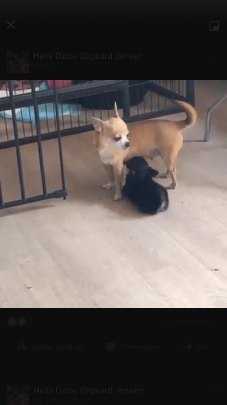 Chihuahua New Star Nova Be My Dream "Nova" billede 4