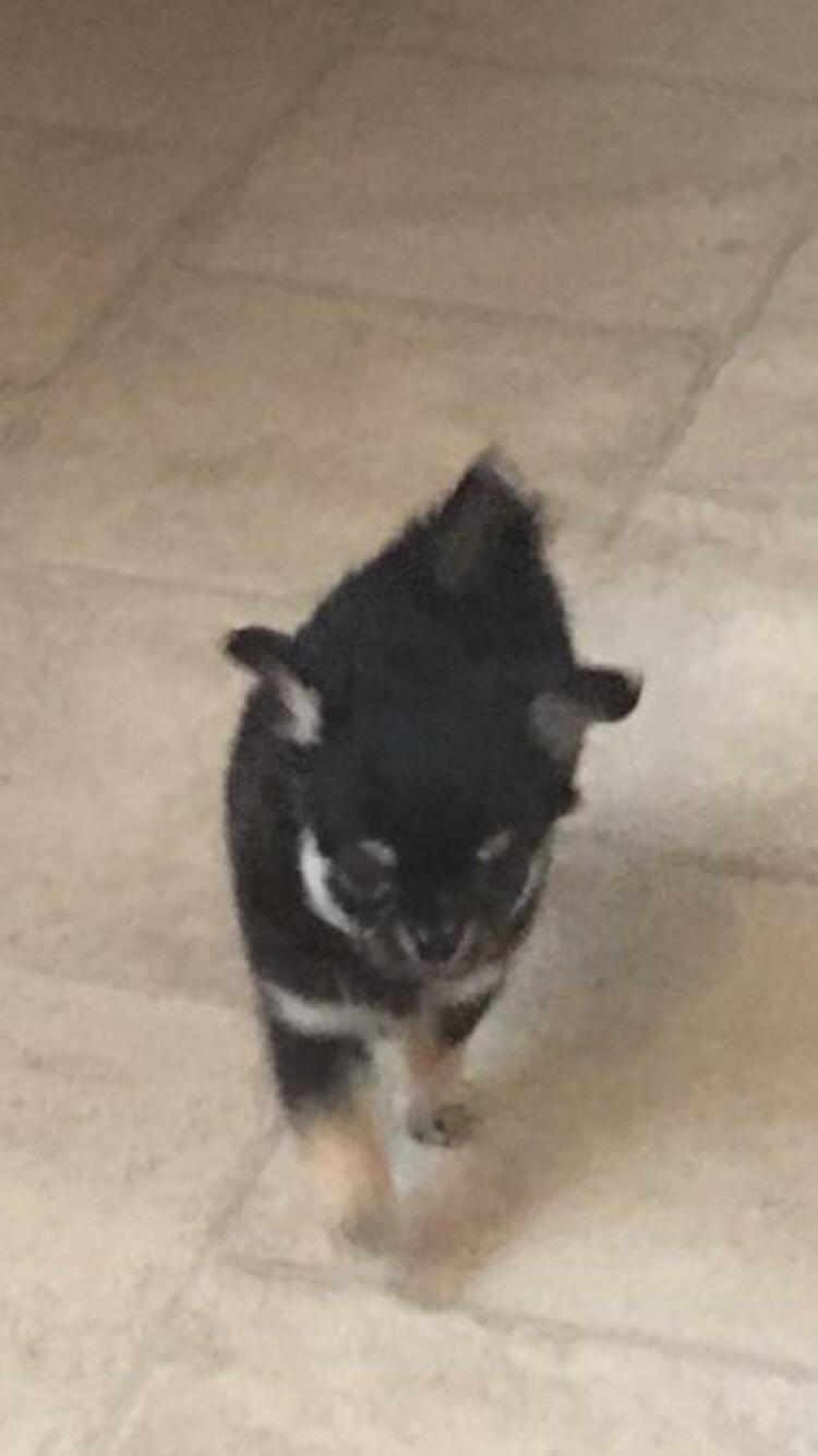 Chihuahua New Star Nova Be My Dream "Nova" billede 3