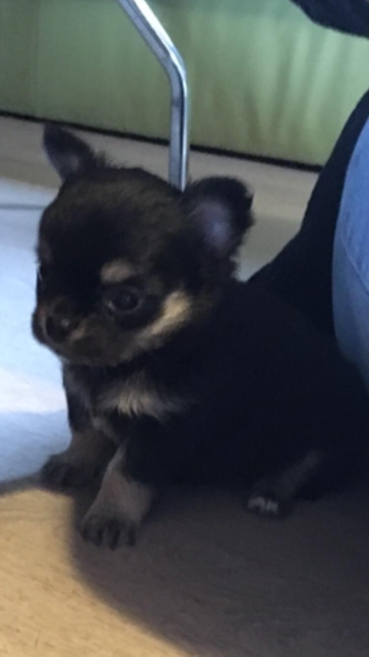 Chihuahua New Star Nova Be My Dream "Nova" billede 5