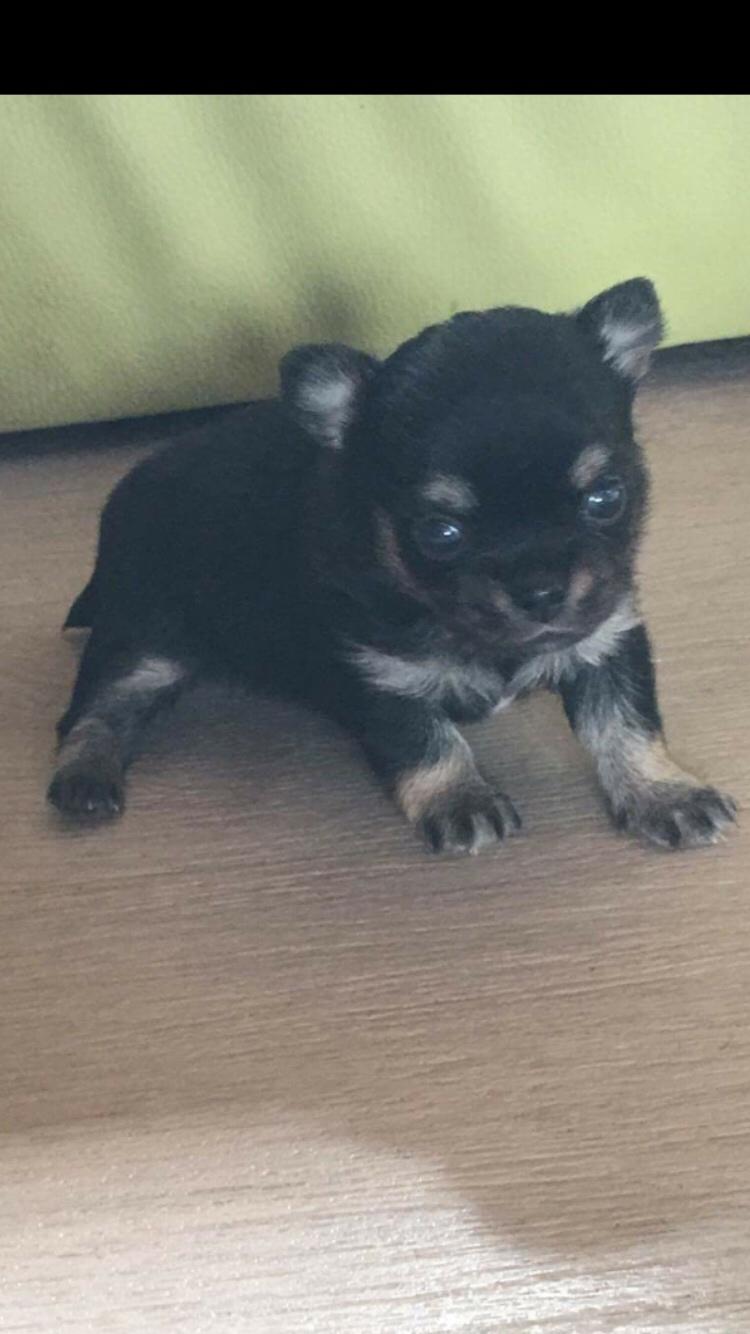 Chihuahua New Star Nova Be My Dream "Nova" billede 6