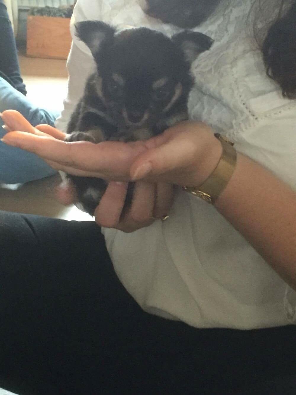 Chihuahua New Star Nova Be My Dream "Nova" billede 7