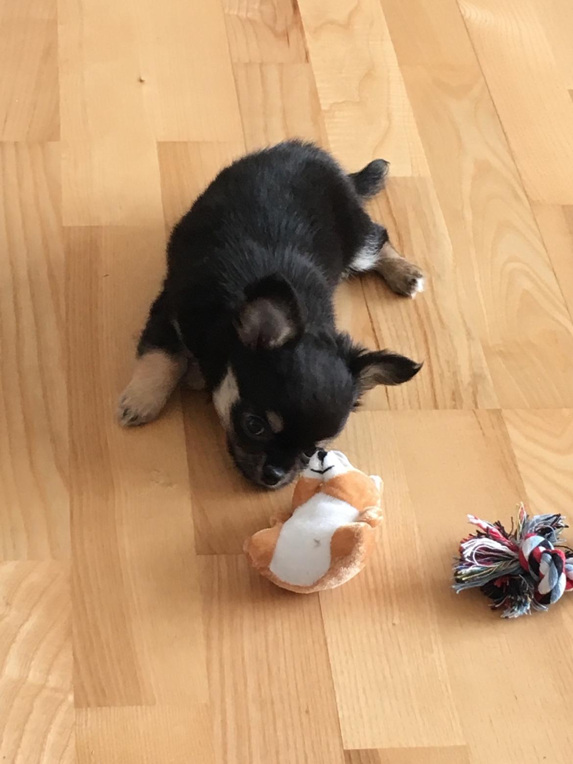 Chihuahua New Star Nova Be My Dream "Nova" billede 8