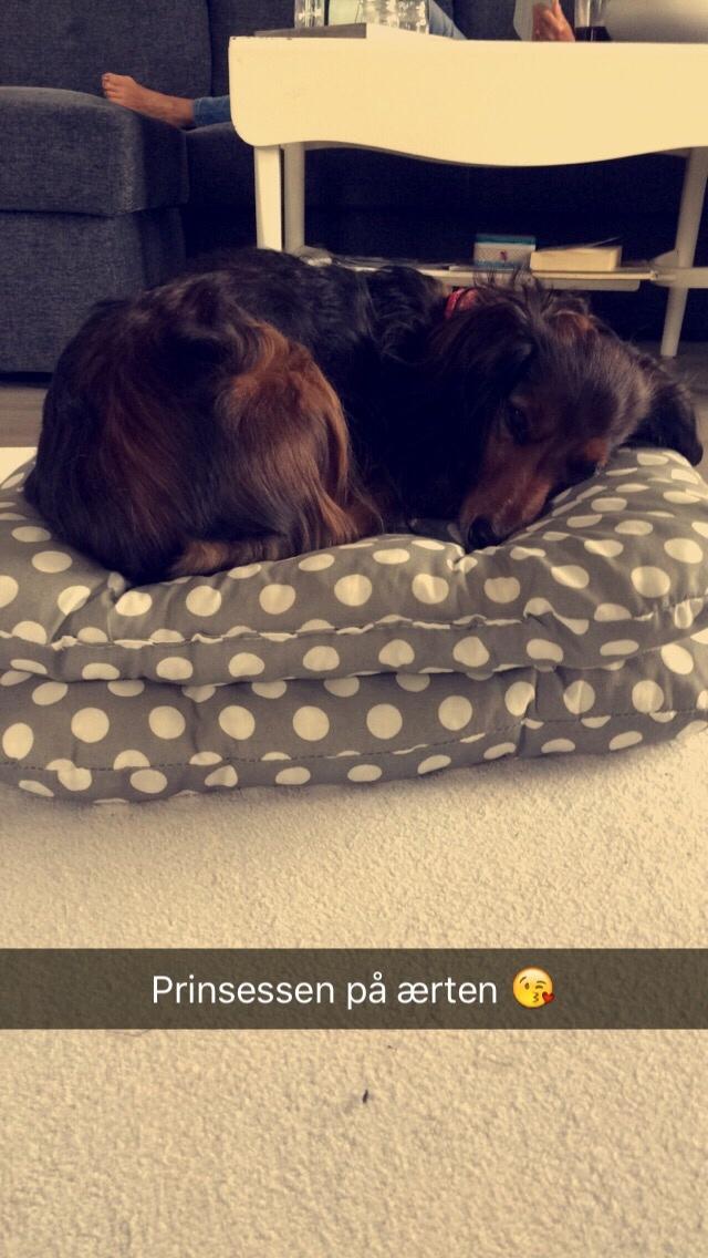 Miniature gravhund Fie  billede 8