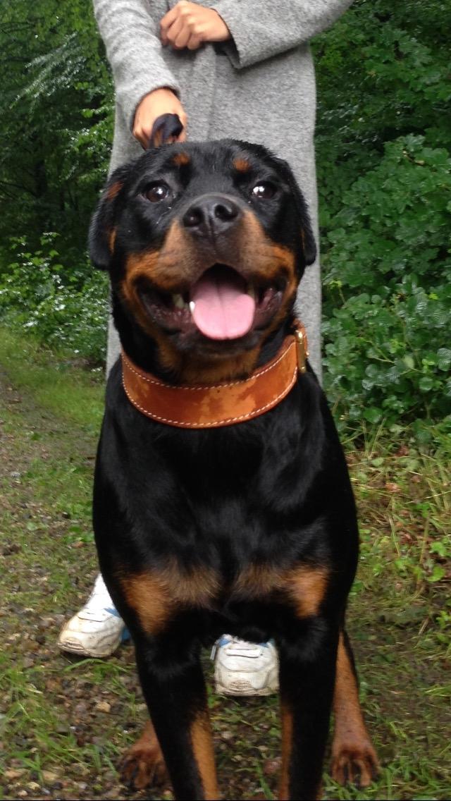 Rottweiler Berta billede 1