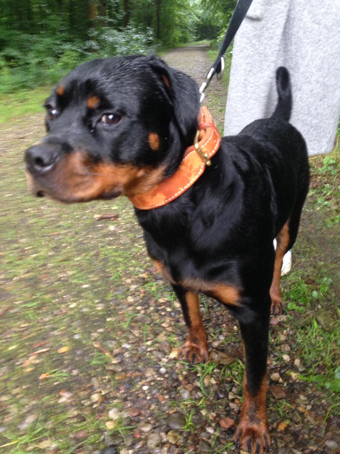 Rottweiler Berta billede 5