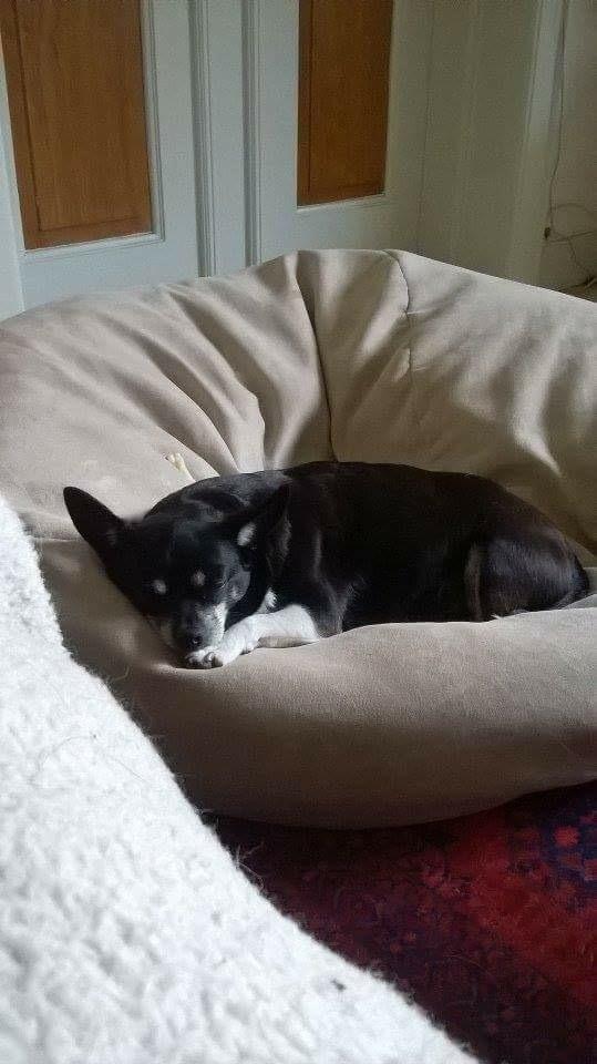 Chihuahua Trille - trille mor sover 2016 billede 7