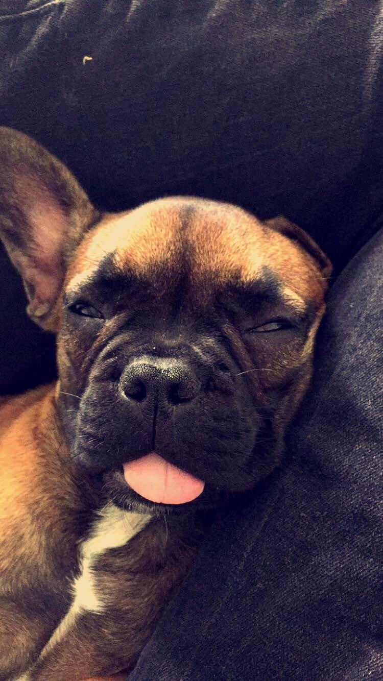 Fransk bulldog Bertha billede 42