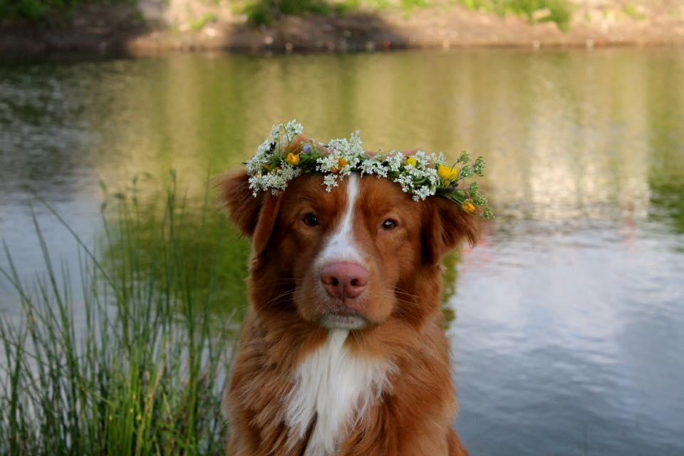 Nova scotia duck tolling retriever Shaggy Toller´s Foxy Aslan billede 1