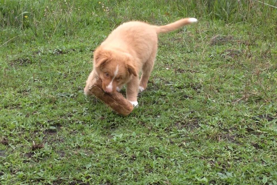 Nova scotia duck tolling retriever Shaggy Toller´s Foxy Aslan billede 3