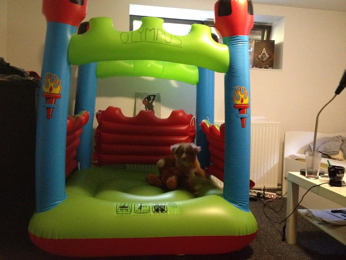 Nova scotia duck tolling retriever Shaggy Toller´s Foxy Aslan billede 4