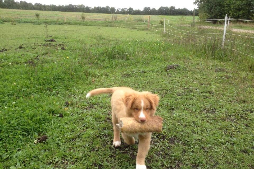 Nova scotia duck tolling retriever Shaggy Toller´s Foxy Aslan billede 2