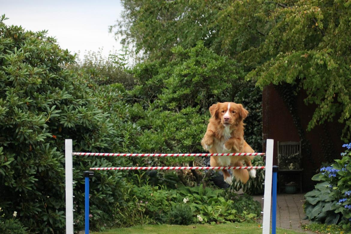 Nova scotia duck tolling retriever Shaggy Toller´s Foxy Aslan billede 5