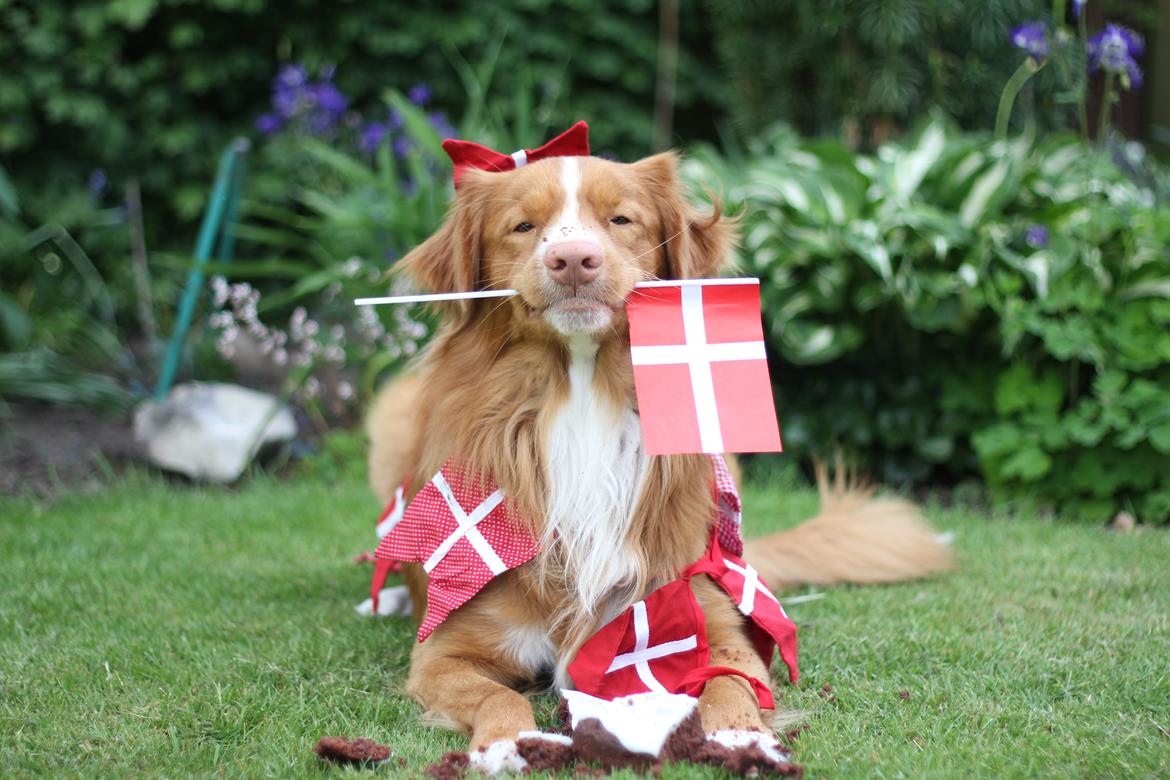 Nova scotia duck tolling retriever Shaggy Toller´s Foxy Aslan billede 7