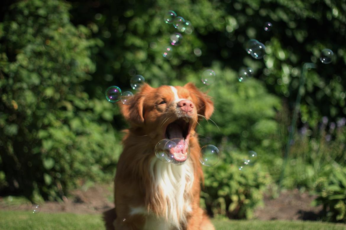 Nova scotia duck tolling retriever Shaggy Toller´s Foxy Aslan billede 8