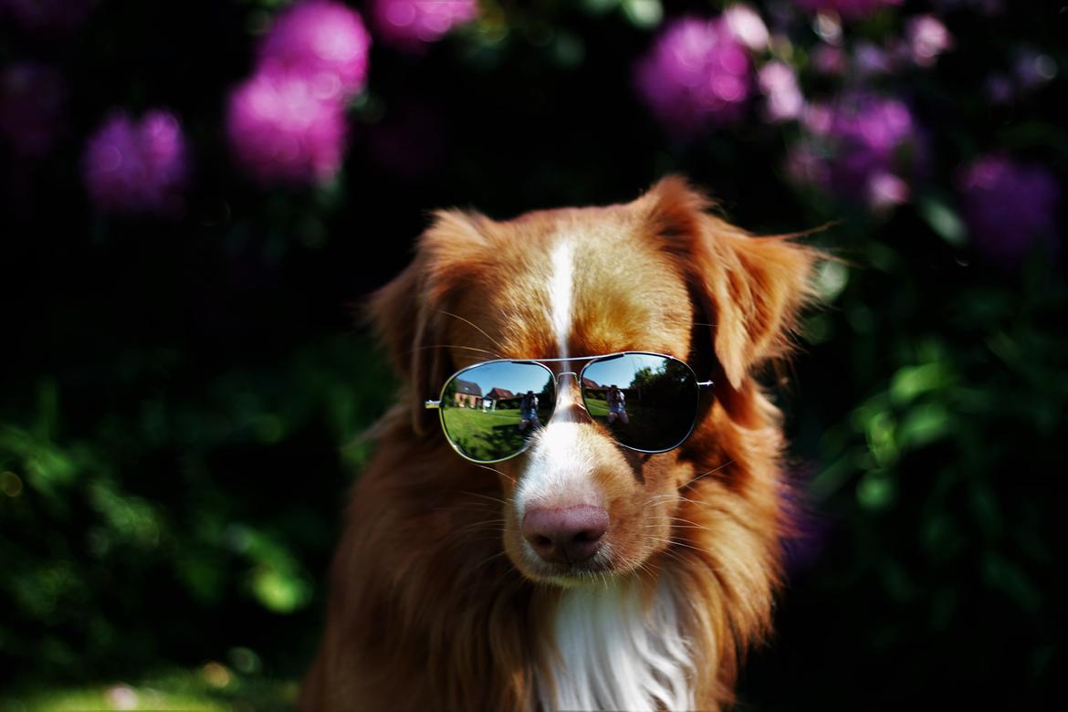 Nova scotia duck tolling retriever Shaggy Toller´s Foxy Aslan billede 9