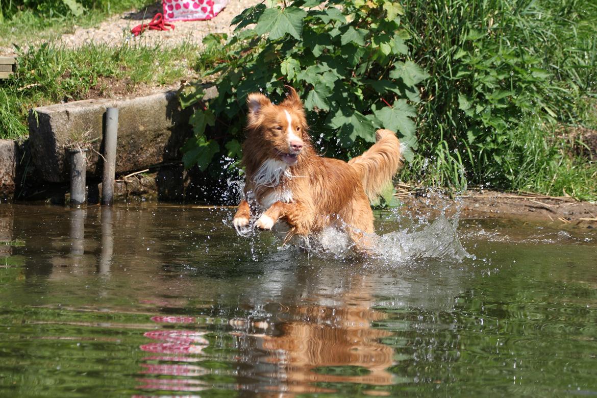 Nova scotia duck tolling retriever Shaggy Toller´s Foxy Aslan billede 10