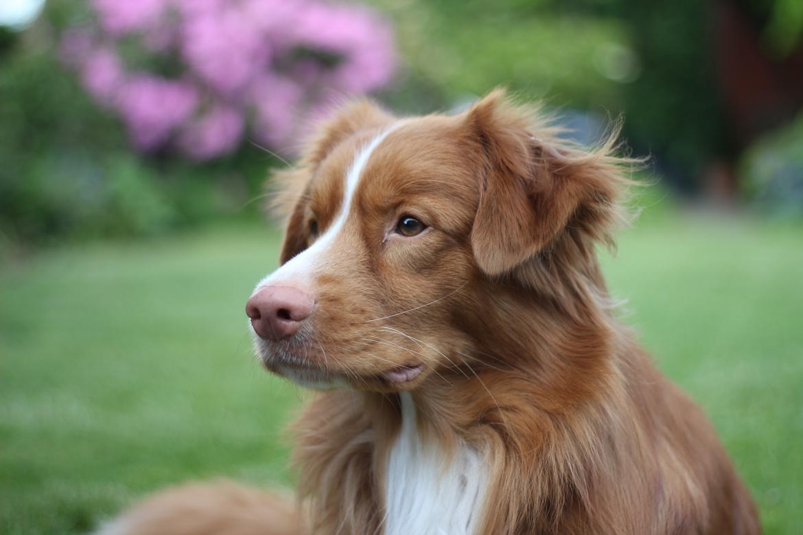 Nova scotia duck tolling retriever Shaggy Toller´s Foxy Aslan billede 6