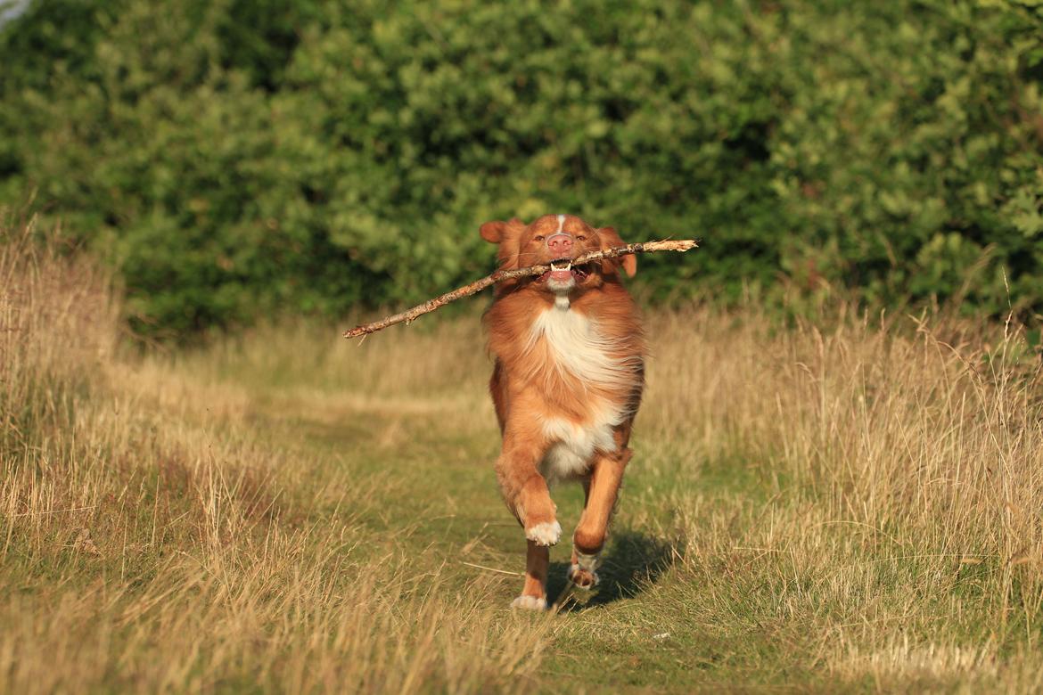 Nova scotia duck tolling retriever Shaggy Toller´s Foxy Aslan billede 12