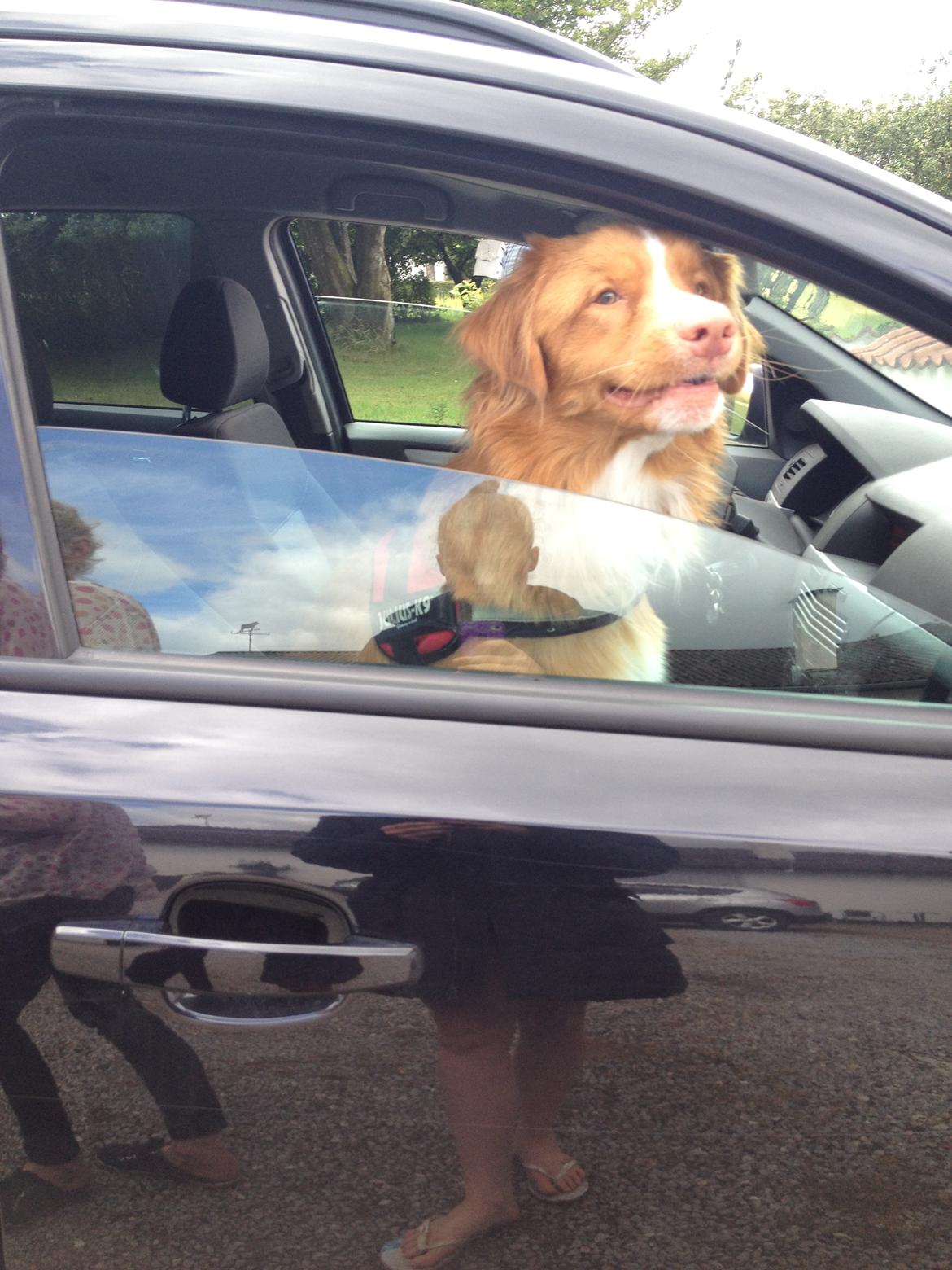 Nova scotia duck tolling retriever Shaggy Toller´s Foxy Aslan billede 11