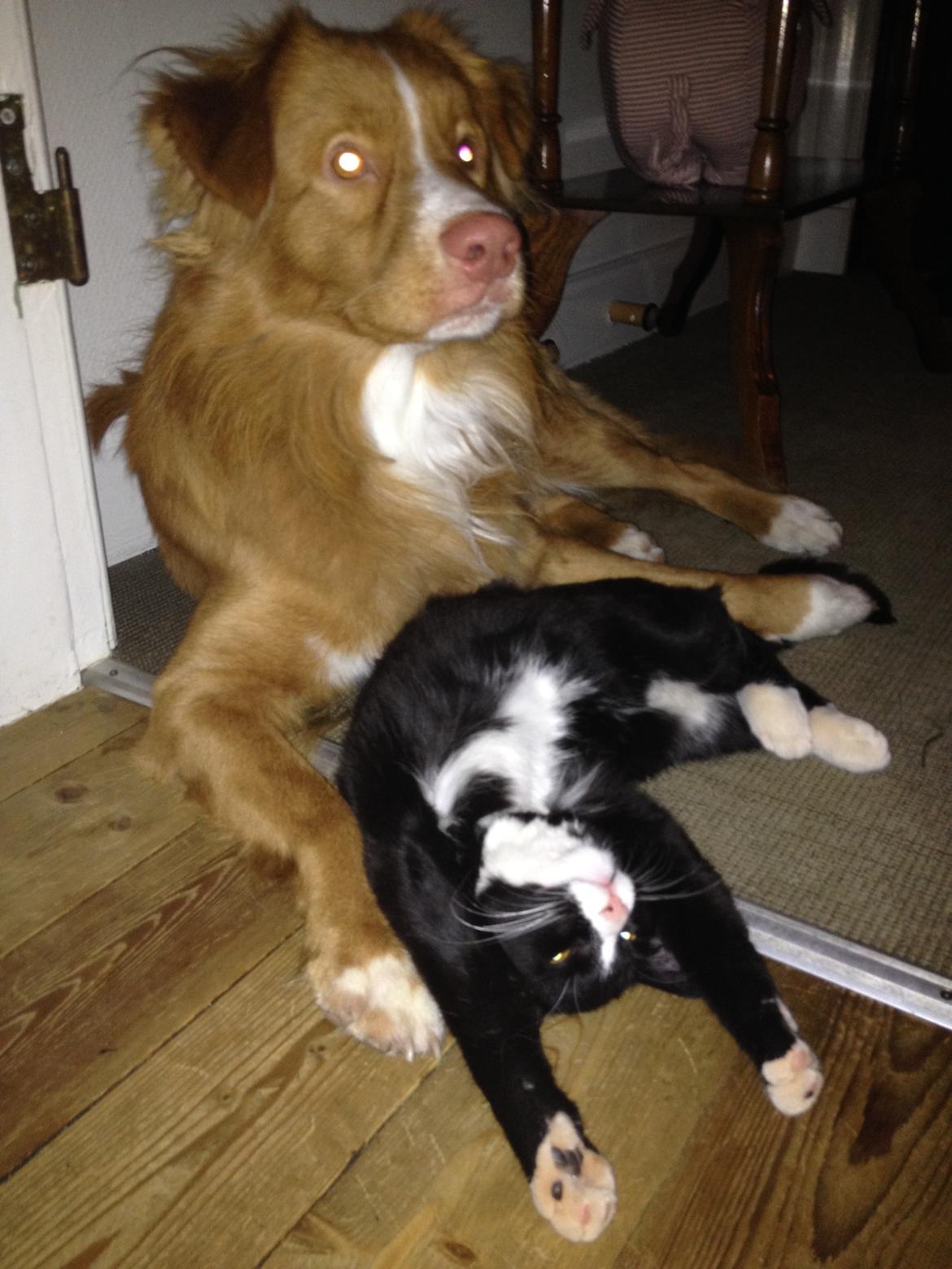 Nova scotia duck tolling retriever Shaggy Toller´s Foxy Aslan billede 14
