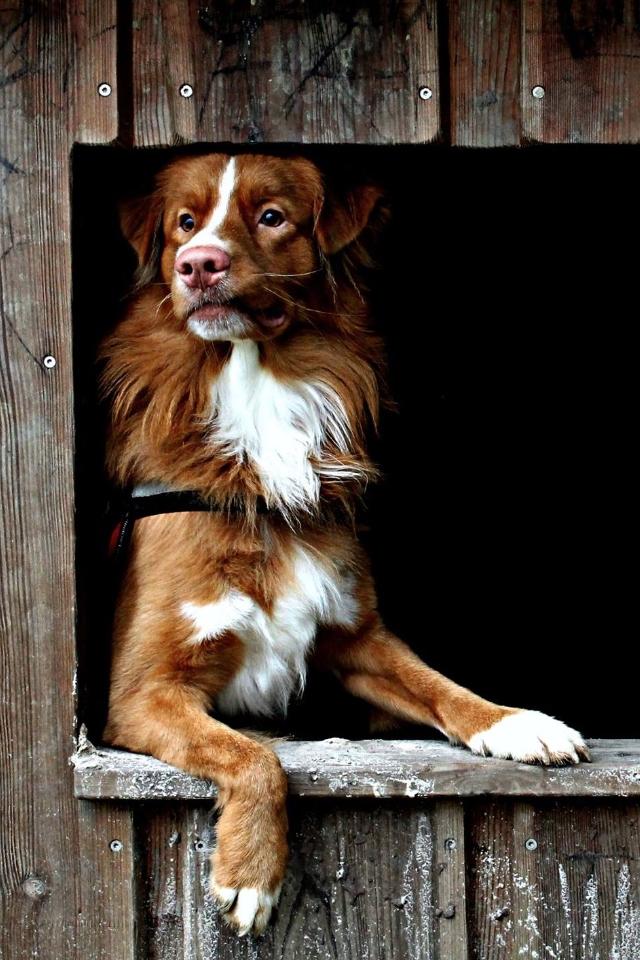 Nova scotia duck tolling retriever Shaggy Toller´s Foxy Aslan billede 15